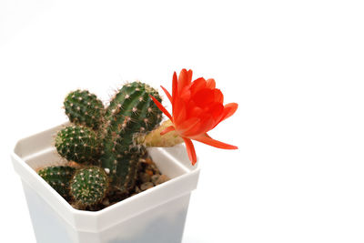 Close-up of potted plant against white background