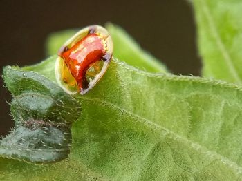 Close-up of insect on leaf