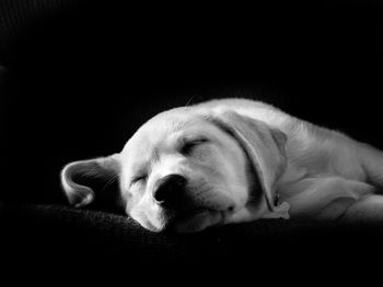 Close-up of dog sleeping