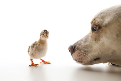 Low angle view of dog and chick against white background