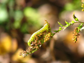 Close-up of insect on plant