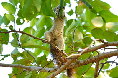 Low angle view of a tree