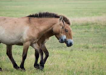 Horse on field