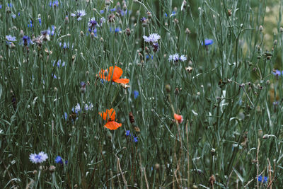 Close-up of purple flowering plants on field