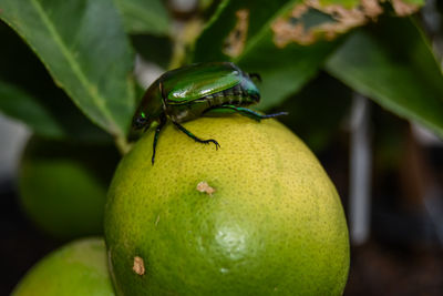 Close-up of insect on fruit