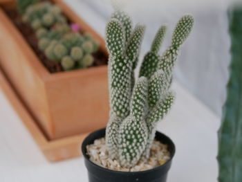 High angle view of succulent plant on table