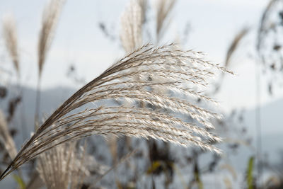 Close-up of wheat growing on field