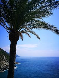 Palm tree by sea against blue sky