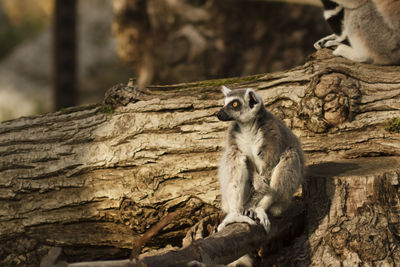 Close-up of monkey sitting outdoors