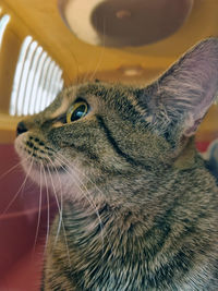 Close-up of a cat looking away