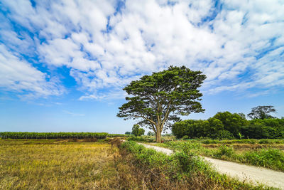 Tree on field against sky