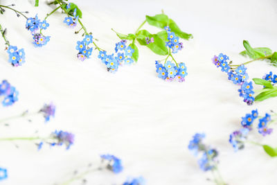 High angle view of purple flowering plants on table