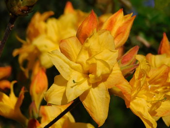 Close-up of yellow flowering plant