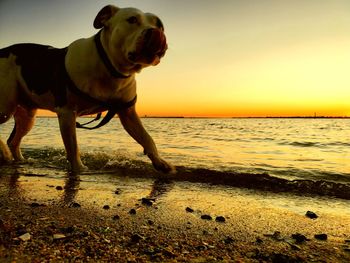 Dog on beach during sunset