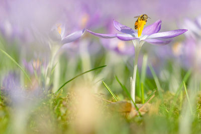 Close-up of insect on purple flower