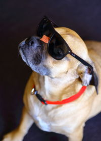 Close-up of dog wearing sunglasses