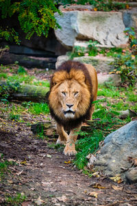 Lion in jungle forest in nature