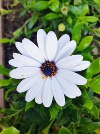 Close-up of white flower