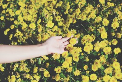 Cropped image of hand on yellow flowering plants