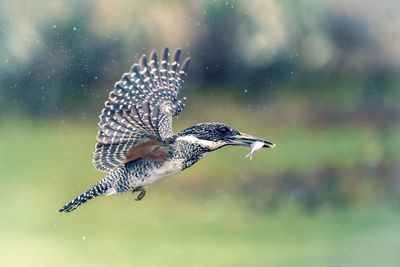 Close-up of bird carrying fish in mouth while flying outdoors