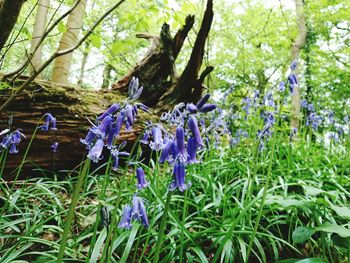 Purple crocus flowers