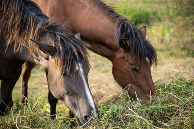 Horse grazing on field