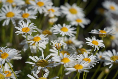 Close-up of white daisy flowers