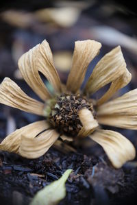 Close-up of dried zinnia flower in the garden.