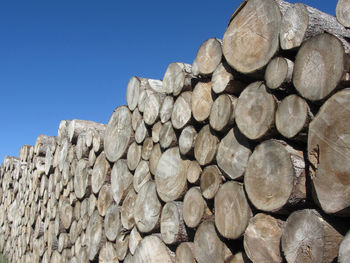 Stack of logs in forest