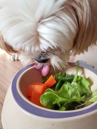 High angle view of dog in bowl