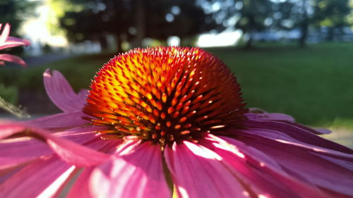 Close-up of pink flower