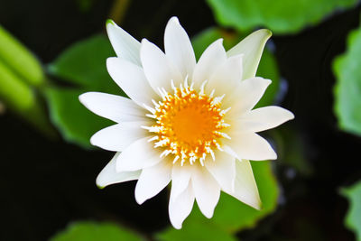 Close-up of white flower