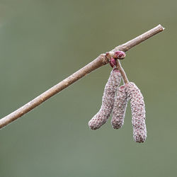 Close-up of housefly on twig