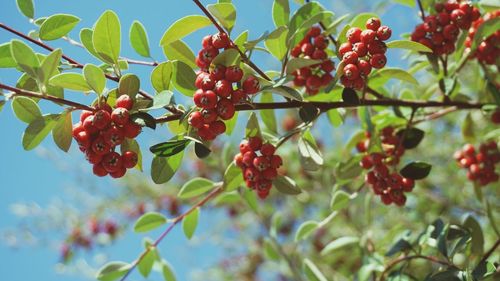 Low angle view of berries growing on tree against sky