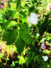 Close-up of white flowering plant