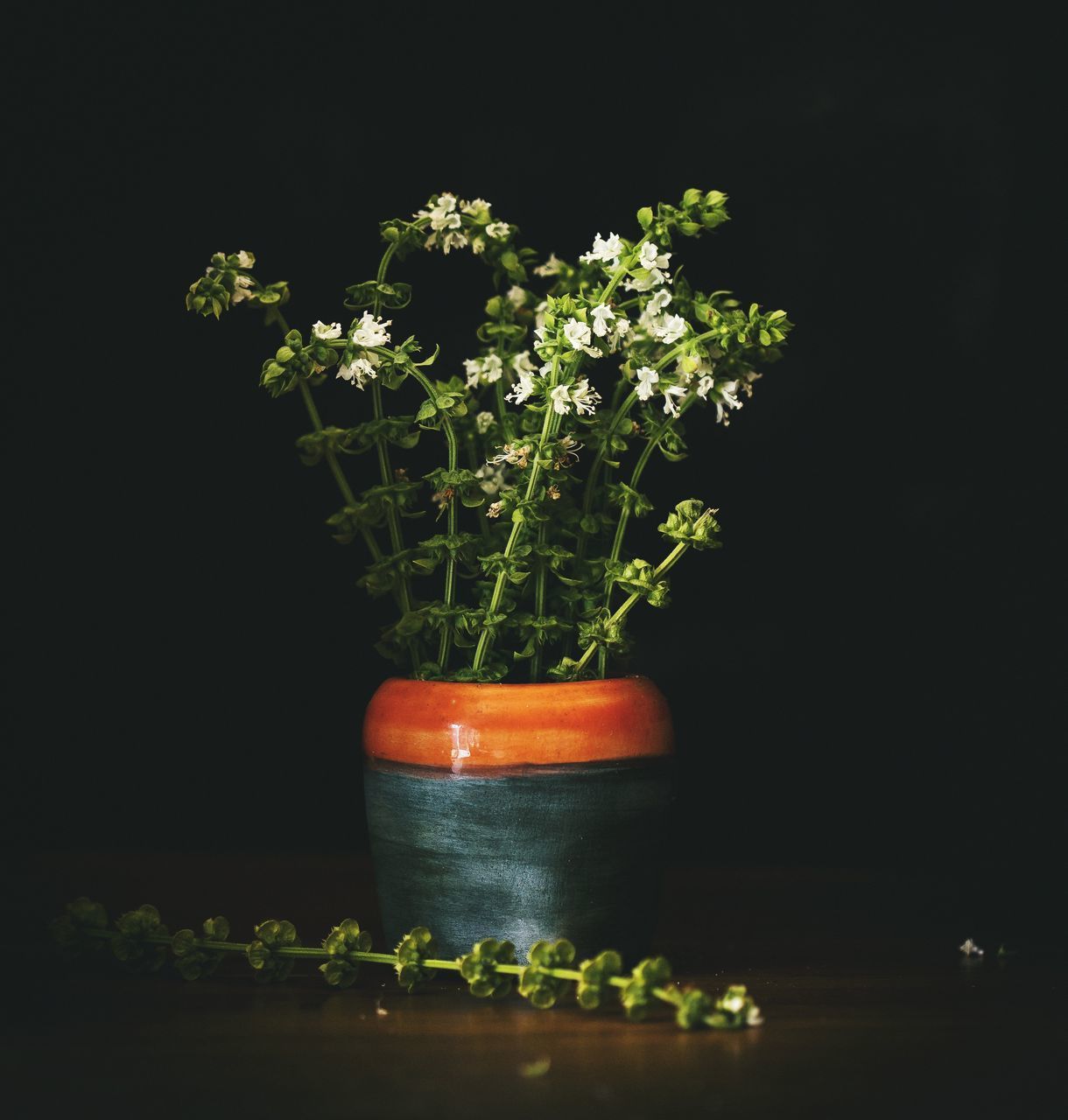 CLOSE-UP OF POTTED PLANT