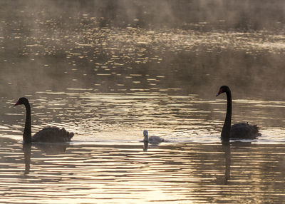 Swan swimming in lake