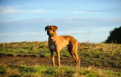 Dog standing on field against sky