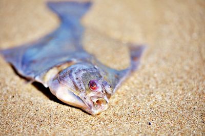 Close-up of fish on beach