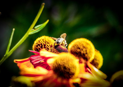 Close-up of butterfly perching on flower