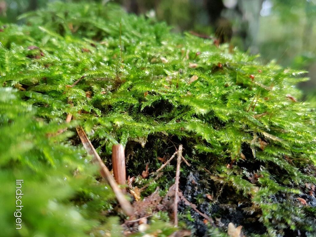 green color, growth, selective focus, plant, close-up, nature, beauty in nature, day, green, tranquility, outdoors, freshness, fragility, scenics, botany, non-urban scene