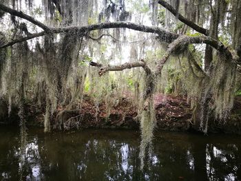 Trees by lake in forest