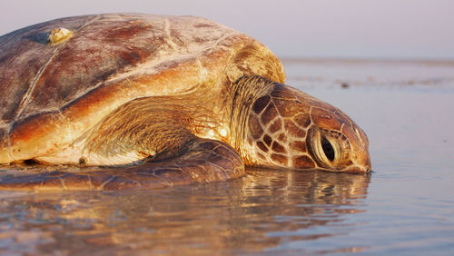 Close-up of turtle in sea