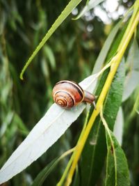 Close-up of snail on plant