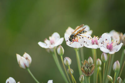 Close-up of bee on flower