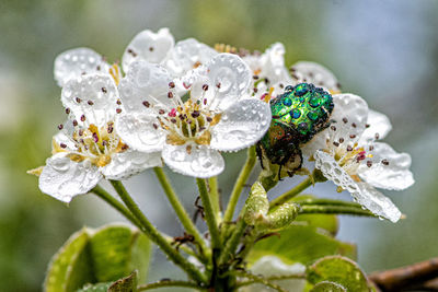 Close-up of white flowering plant