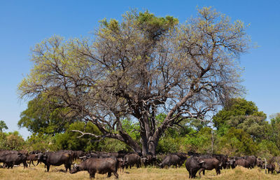 African cape buffalo, africa