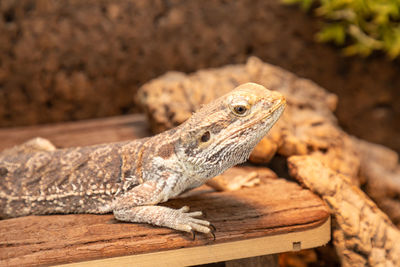 Close-up of a lizard on wood