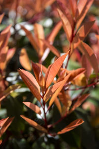 Close-up of leaves on plant