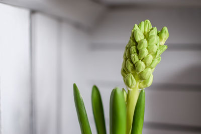 Close-up of vegetables